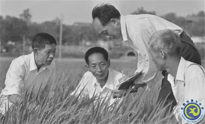 △1980年10月，袁隆平團(tuán)隊(duì)攻克制種關(guān).jpg